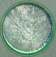 Cristallizzazione Sensibile di Olio Biodinamico